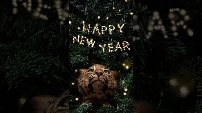 CARTIER - Celebrate Luxury: Welcome the New Year with Timeless Elegance