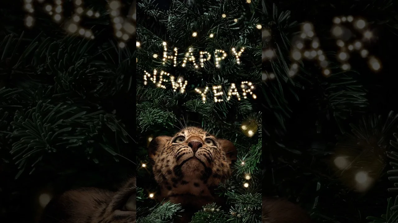 CARTIER - Celebrate Luxury: Welcome the New Year with Timeless Elegance